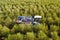 Olive Harvester processing rows of Olive trees, aerial image.