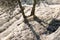 Olive harvesting net detail with olive trees