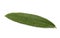 Olive leaf