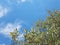 Olive leaves on a blue sky, typical Italian tree