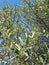 Olive leaves on a blue sky, typical Italian tree
