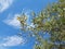 Olive leaves on a blue sky, typical Italian tree