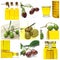 Olive oil collage