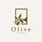 Olive Oil Logo Premium Design Fresh Plant Garden Simple Minimalist Templet Symbol Illustration