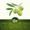 Olive oil.Vector decorative olive branch. For