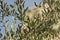 Olive - Olea Europaea