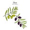 Olive Olea europaea , edible and medicinal plant