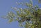 Olive Olea europaea sylvestris in the Monfrague National Park.