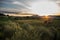 Olive orchard in sunset