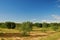 Olive orchard in tunisia