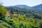 Olive orchards in the hills - Corfu, Greece