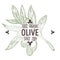 Olive plant emblem, organic ingredients food label sketch