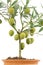 Olive plant in white background