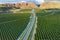 Olive Plantation in Bakersfield, California