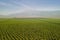 Olive Plantation in Bakersfield, California. Aerial shot