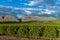 Olive Plantation in Bakersfield, California. Beautiful Sunset Light