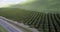 Olive Plantation in Bakersfield, California. Beautiful Sunset Light. Mountains in Background 4