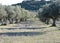 Olive plantation in central Spain