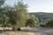 Olive plantation in JaÃ©n, summer, with green olives