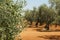 Olive plantation and olives on branch