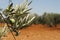 Olive plantation and olives on branch