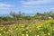 Olive plantation and yellow wild flowers overlooking coast at Sciacca, Scicly, Italy.