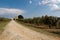 Olive plantations in Provence