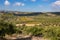 Olive planting on the island of Crete, Greece