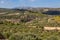 Olive planting on the island of Crete, Greece