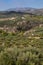 Olive planting on the island of Crete, Greece