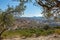 Olive planting in the mountains, Crete island