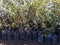 Olive plants in polythene bags closeup