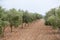 Olive plants in summer on olive plantation