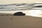 An olive Riddle turtle forwarding towards ocean for its survival on on month end of April at bay of bengal
