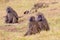 Olive, or Savanna, Baboon Troop in Nairobi National Park