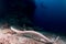 An Olive Sea Snake swims over the reef while divers explore