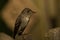 Olive-sided Flycatcher