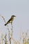 Olive-sided Flycatcher, Contopus cooperi