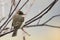 Olive-sided Flycatcher perching on leafless branch