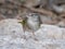 Olive Sparrow Emerging From a Texas Thicket