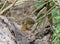 Olive Sparrow Emerging From a Texas Thicket