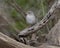 Olive sparrow on a log in the La Lomita Bird and Wildlife Photography Ranch in Texas.