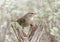 Olive sparrow on a log in the La Lomita Bird and Wildlife Photography Ranch in Texas.