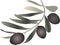 Olive sprig