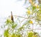 Olive Sunbird in Forest canopy