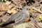 Olive Thrush on the forest floor