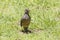 Olive Thrush, Turdus olivaceus, foraging on grass for earthworms