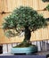 Olive tree, 70-year-old bonsai