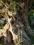 Olive tree, Aegean Sea coast of Turkey