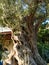 Olive tree, Aegean Sea coast of Turkey